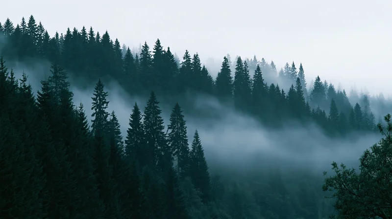 Dense conifer forest on a hillside shrouded in rolling morning mist