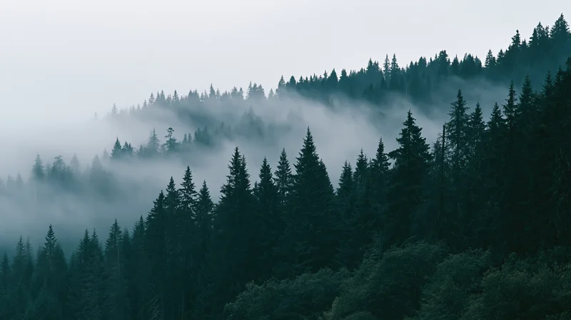 Dense conifer forest on a hillside shrouded in rolling morning fog