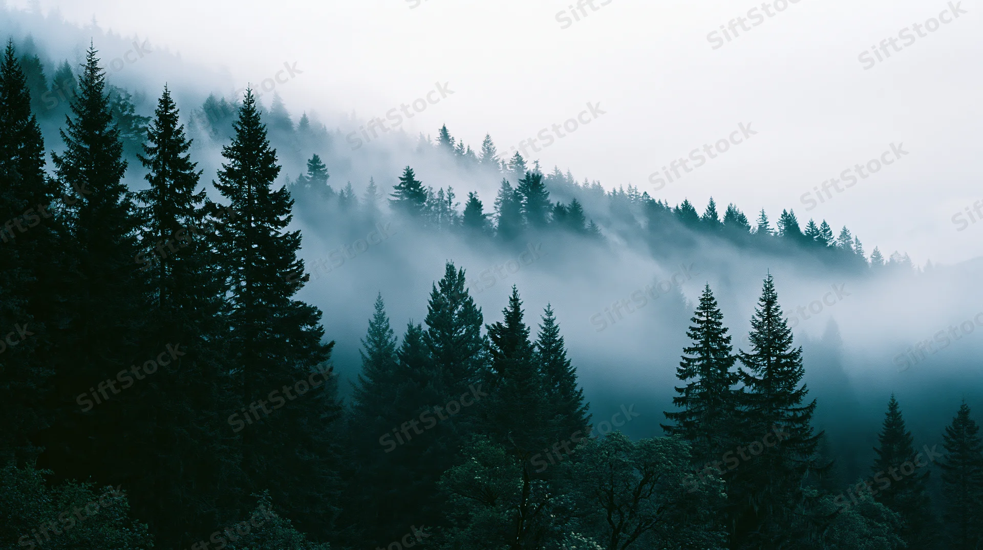 Dense conifer forest on a misty hillside at morning