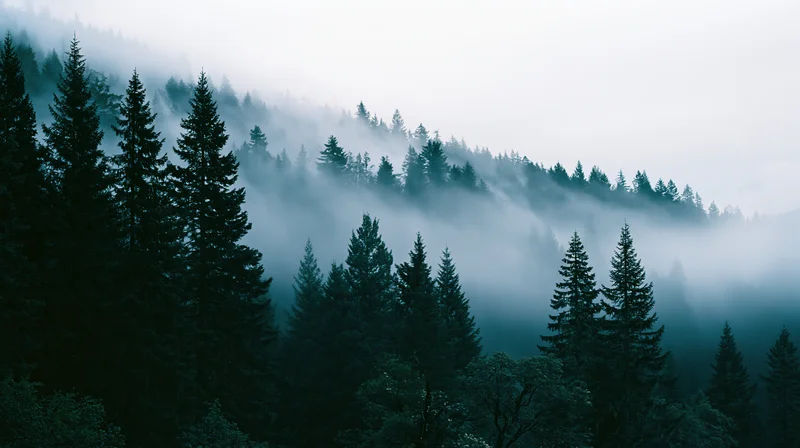 Dense conifer forest on a misty hillside at morning