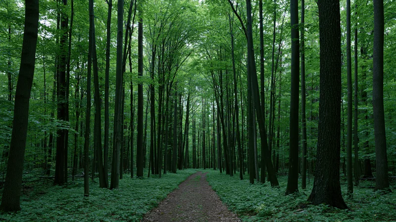 Narrow dirt path winding through dense green forest with tall trees and leafy canopy