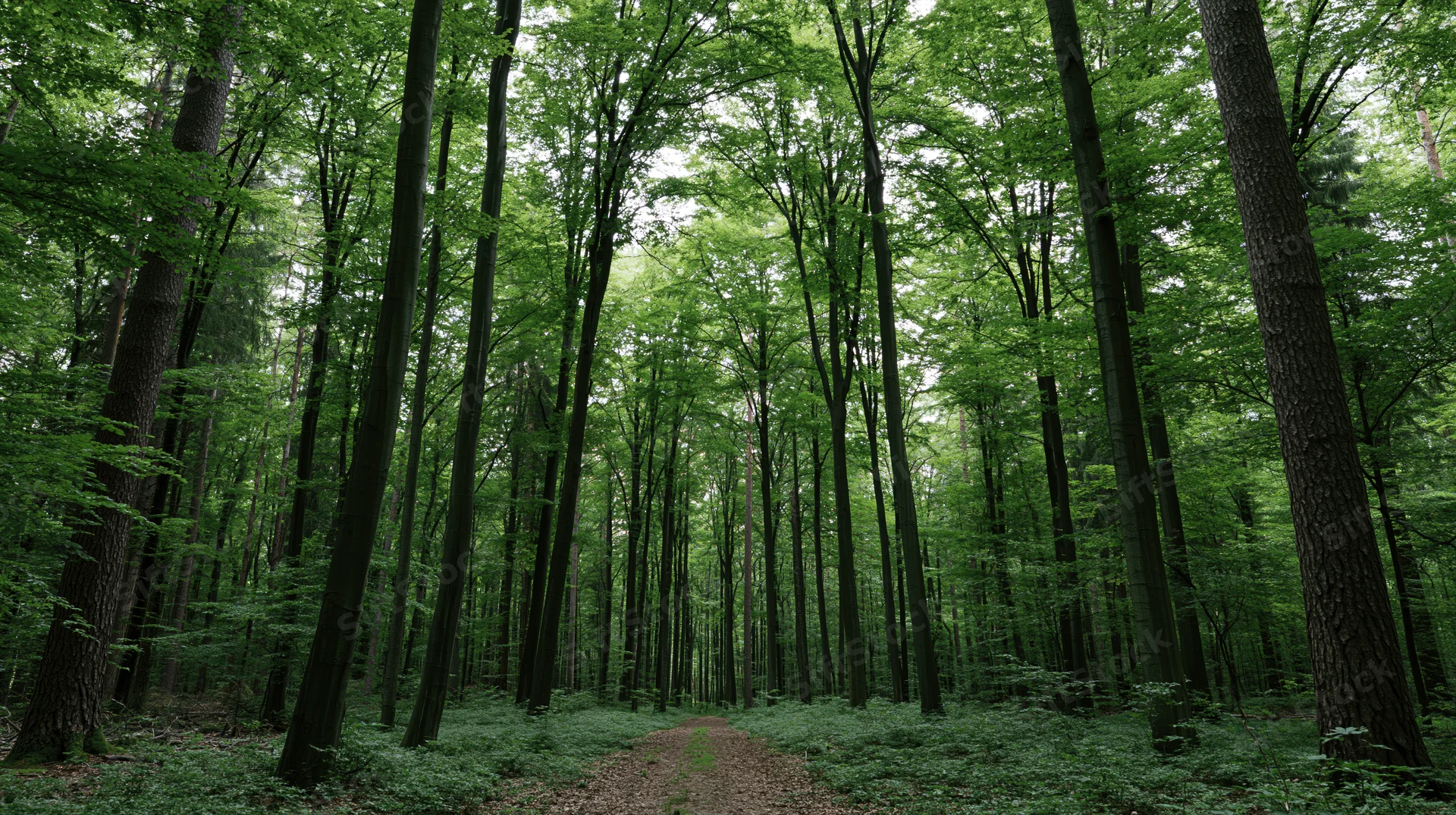 Narrow dirt path winding through dense green deciduous forest with tall trees and dappled light