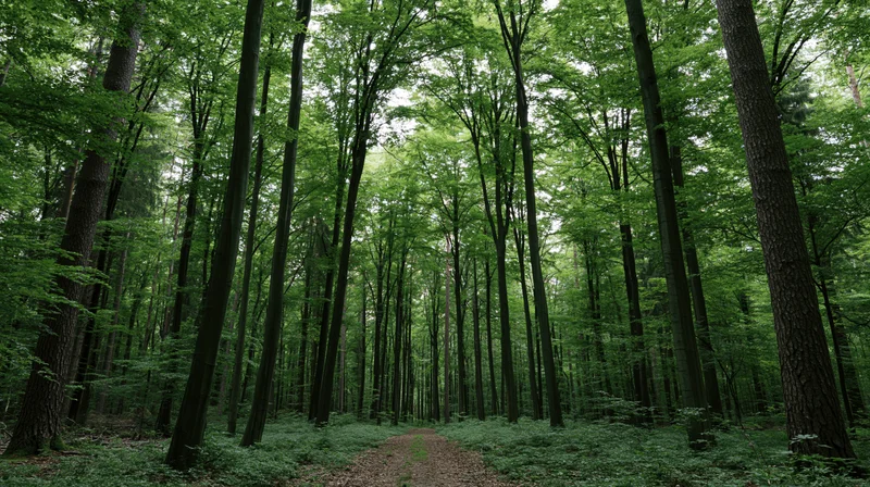 Narrow dirt path winding through dense green deciduous forest with tall trees and dappled light