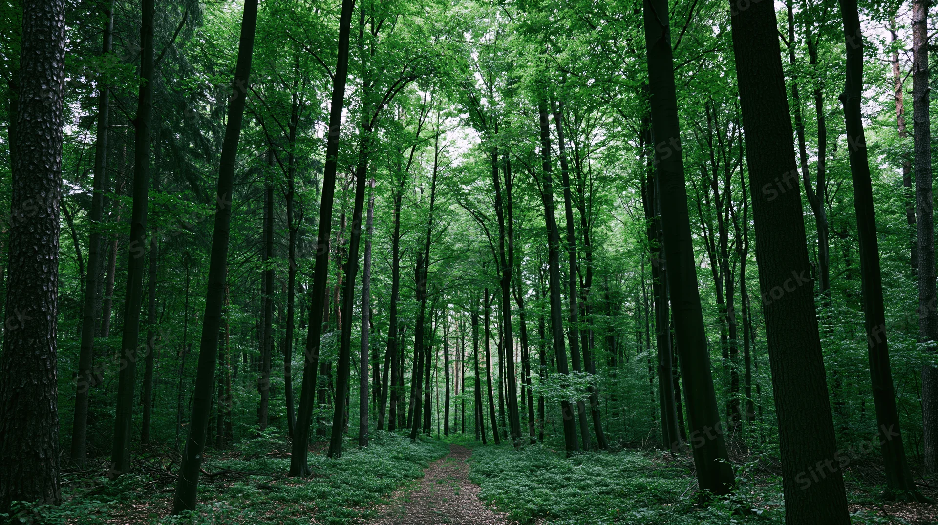 Narrow dirt path winding through dense green deciduous forest with tall trees and leafy canopy