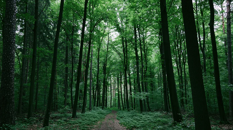 Narrow dirt path winding through dense green deciduous forest with tall trees and leafy canopy