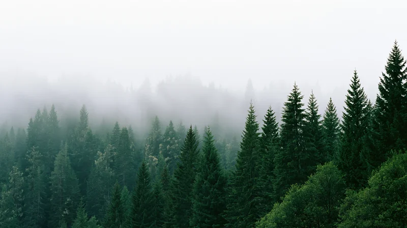 Dense evergreen forest canopy stretching across a hillside under misty overcast sky