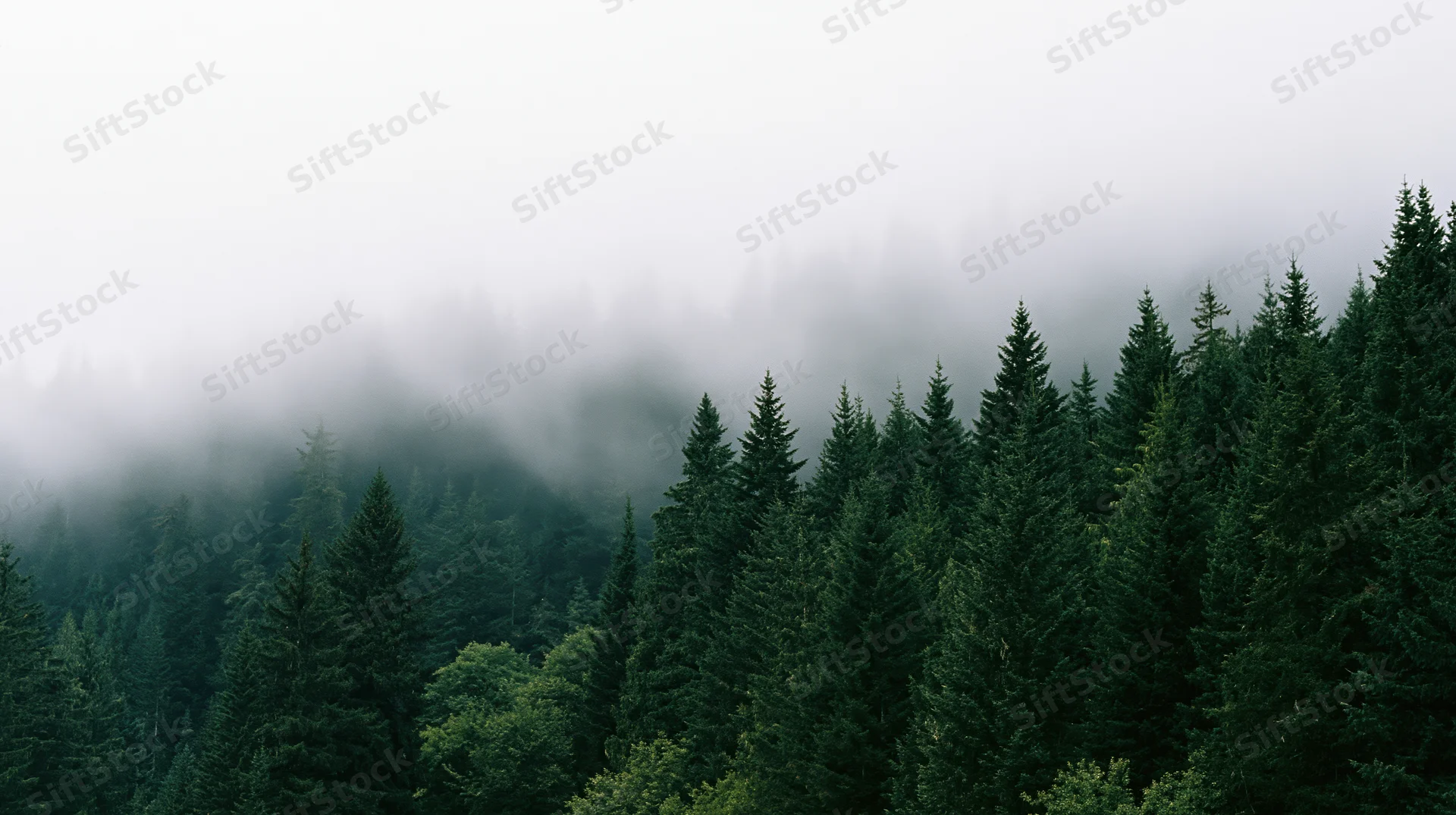 Dense evergreen forest canopy on a misty hillside