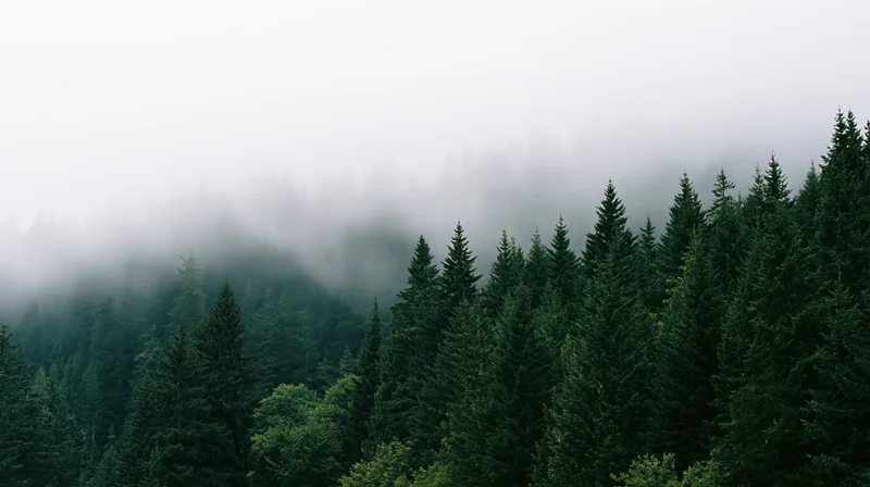 Dense evergreen forest canopy on a misty hillside