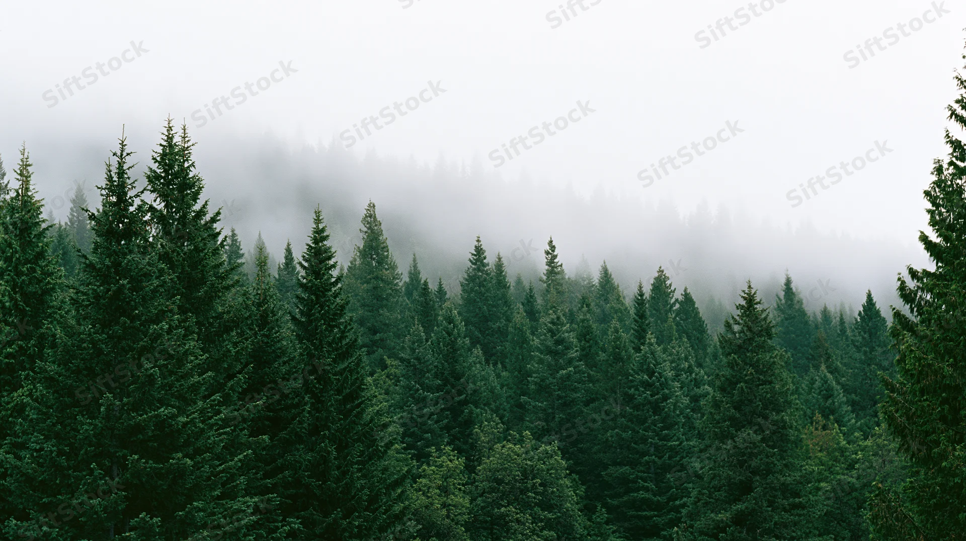 Dense evergreen forest canopy on a misty hillside