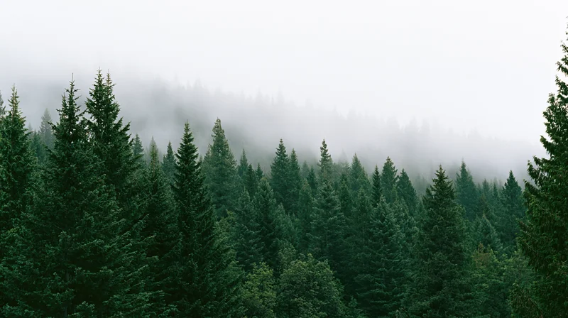 Dense evergreen forest canopy on a misty hillside