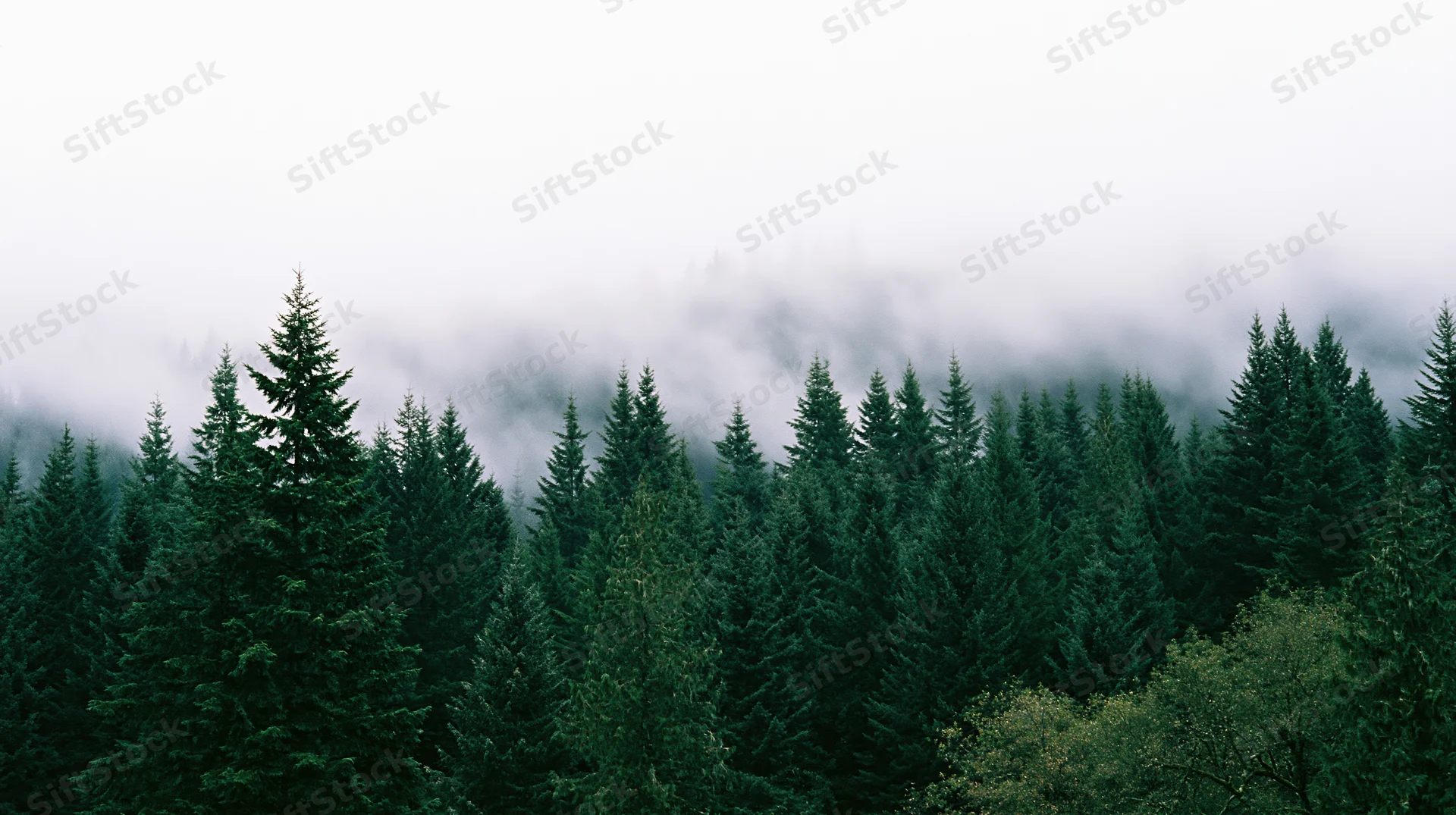 Dense evergreen forest canopy on a misty hillside
