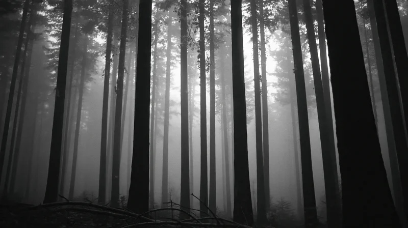 Tall pine trees in dense fog within a forest interior