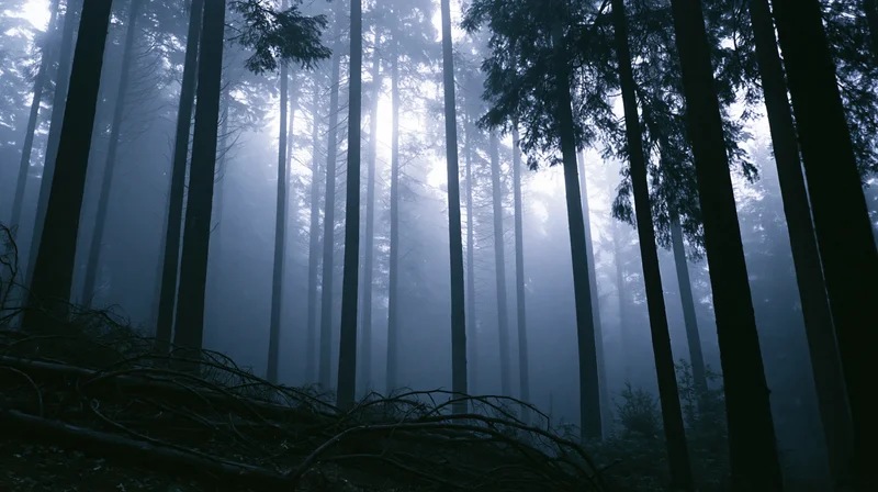 Tall pine trees in dense fog within a forest interior, with dark trunks and misty atmosphere
