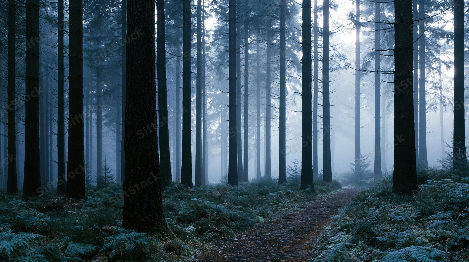 Narrow dirt path winding through dense foggy pine forest at morning
