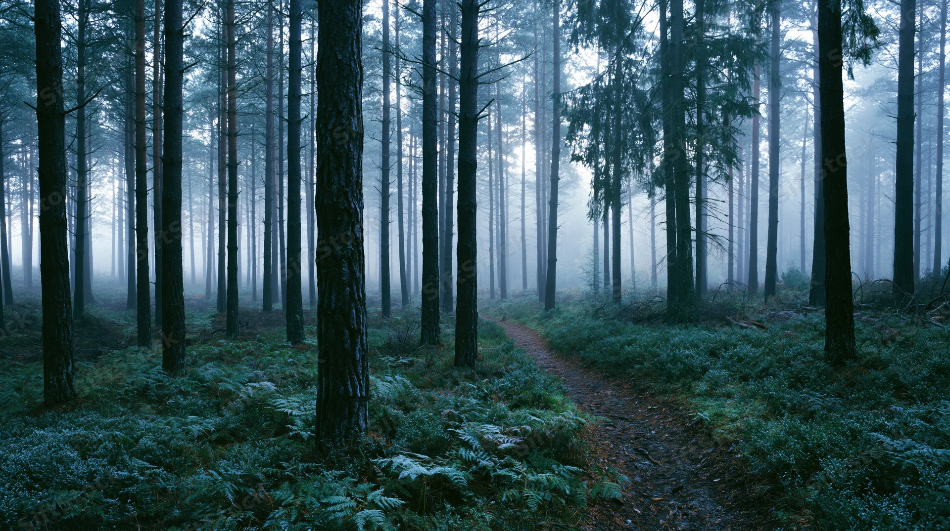 Narrow dirt path winding through dense pine forest shrouded in morning fog
