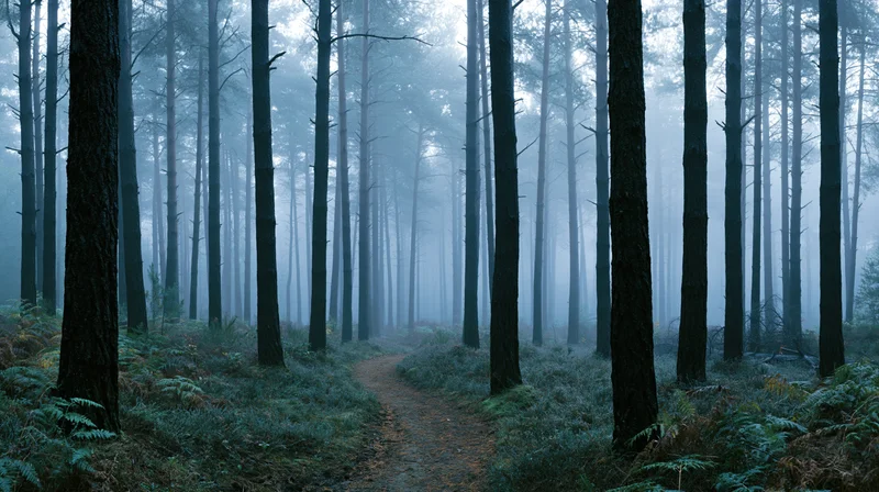 Narrow dirt path winding through dense pine forest shrouded in morning fog