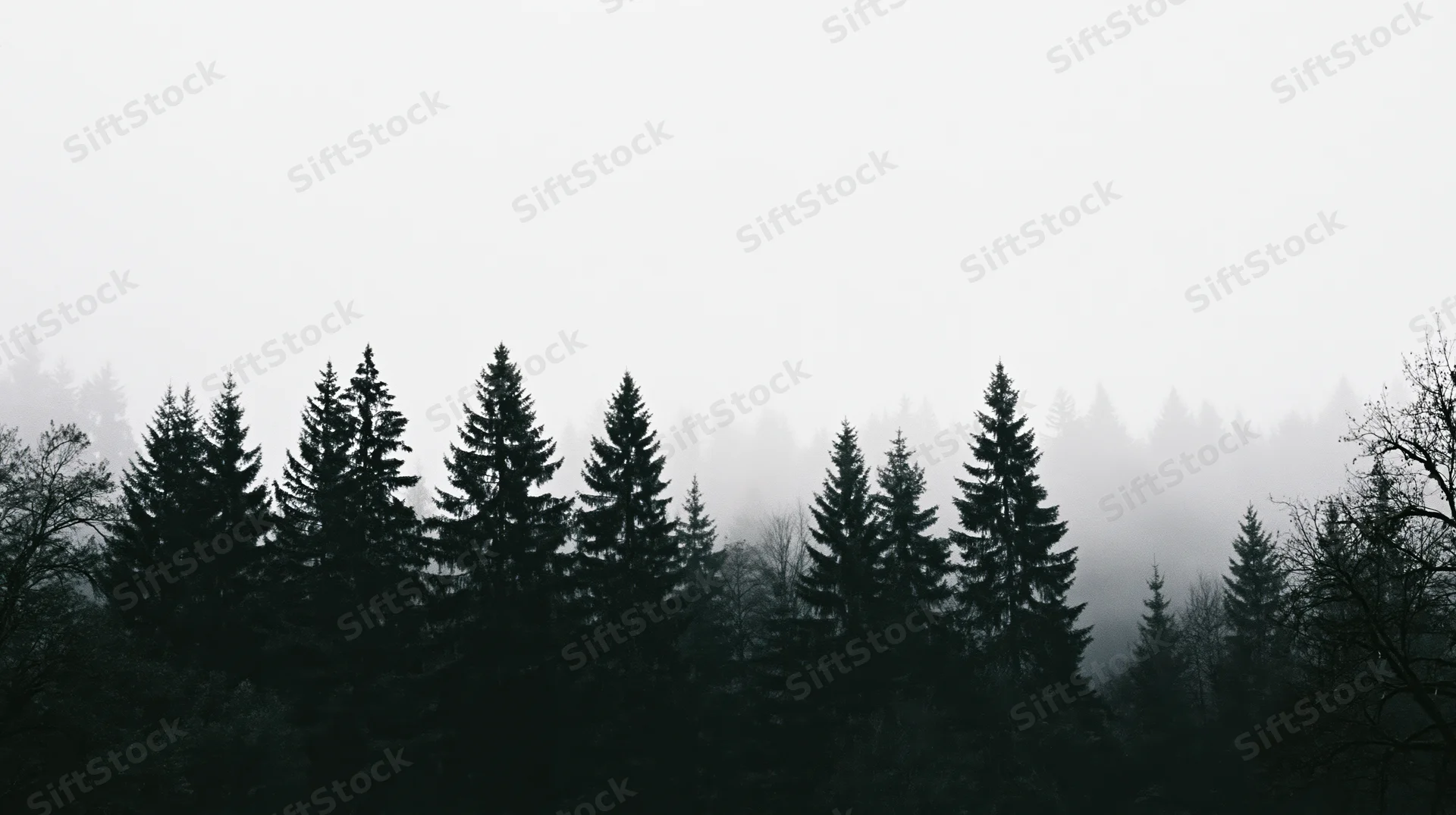 Dark conifer treetops silhouetted against thick fog in a dense forest