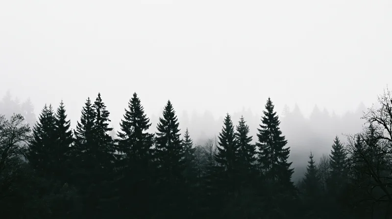 Dark conifer treetops silhouetted against thick fog in a dense forest