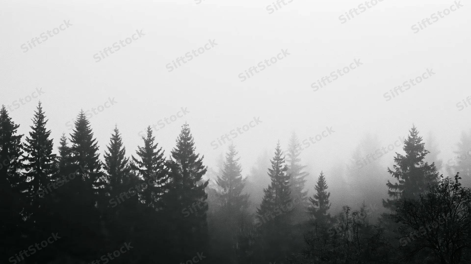 Dark conifer treetops silhouetted against thick fog in a forest landscape
