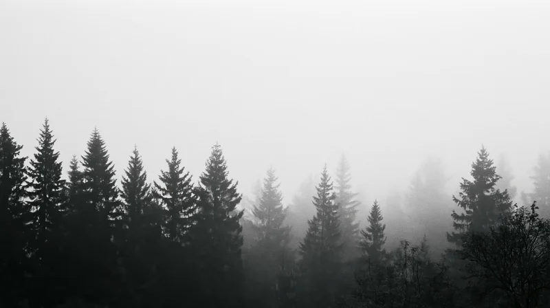 Dark conifer treetops silhouetted against thick fog in a forest landscape