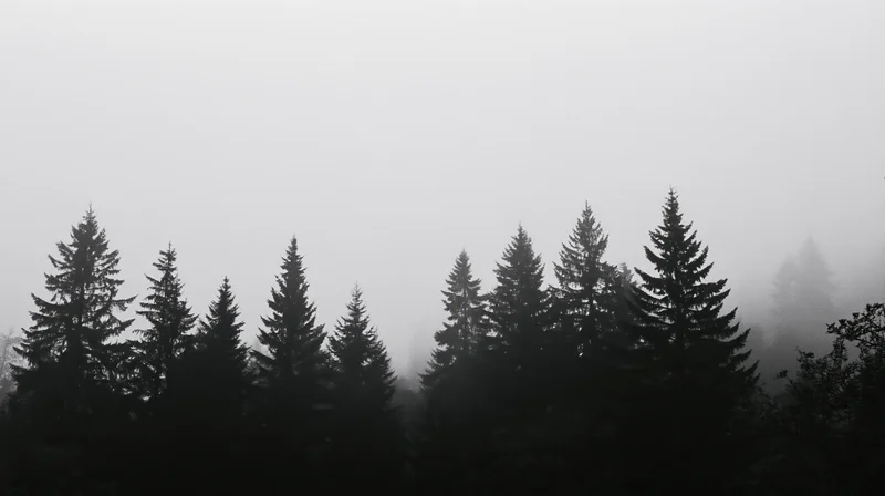 Dark conifer treetops silhouetted against thick fog in a forest landscape
