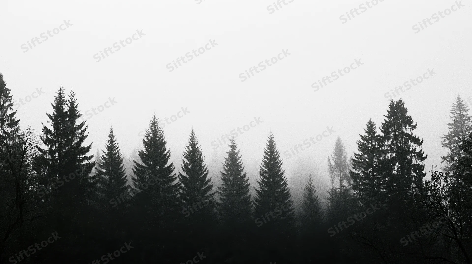 Dark conifer treetops silhouetted against thick fog in a dense forest