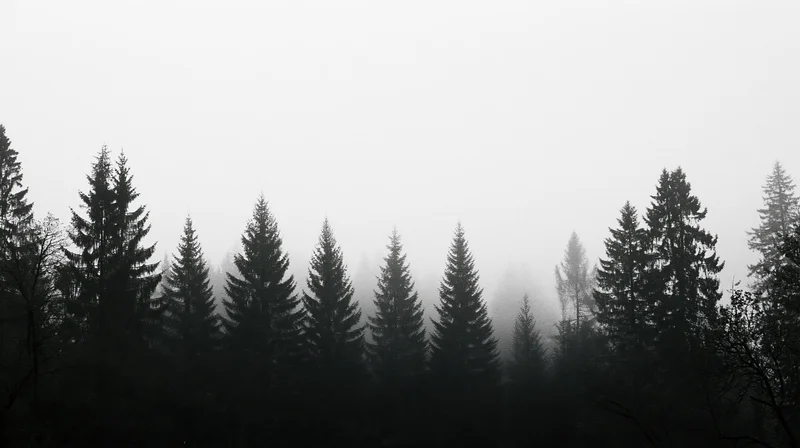 Dark conifer treetops silhouetted against thick fog in a dense forest