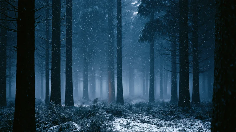 Dense spruce forest at night with light snowfall and misty atmosphere