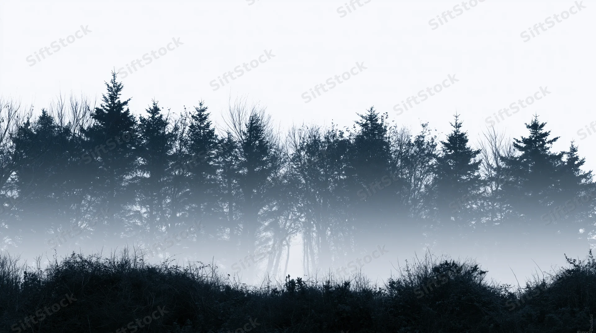Dense treeline silhouette rising from low misty undergrowth in a foggy forest landscape