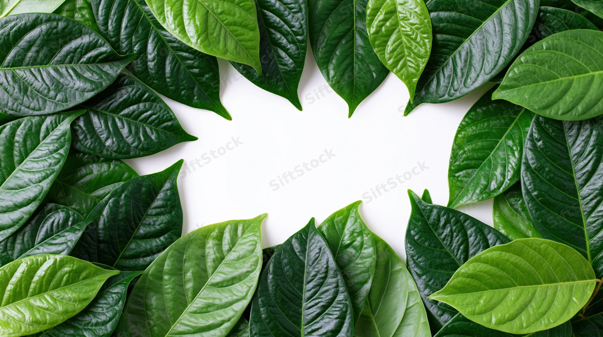 Green tropical leaves arranged in a circular border frame on white background with copyspace