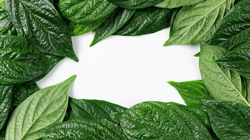 Dense tropical green leaves arranged as a natural border frame on white background with copyspace