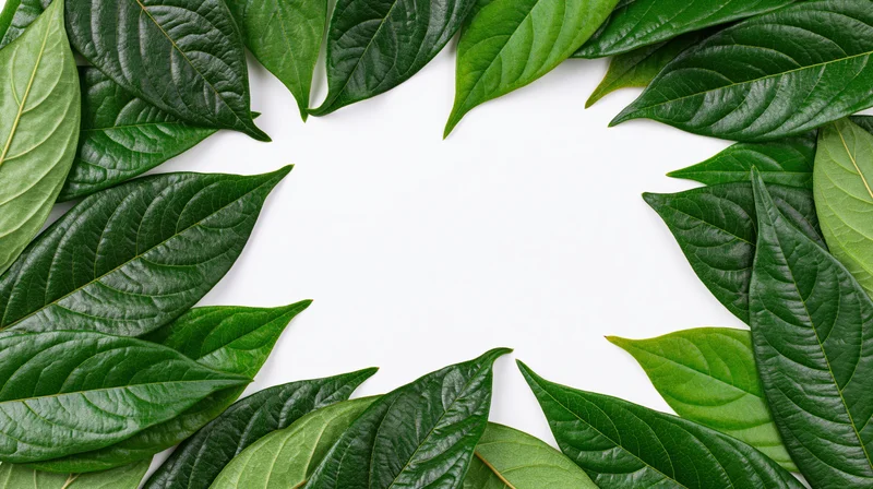 Green tropical leaves arranged in a natural border frame on white background with copyspace