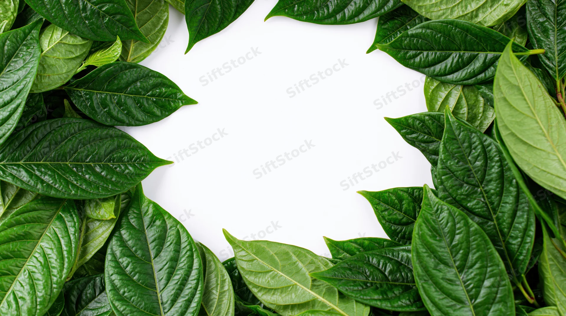 Green tropical leaves arranged as a natural border frame on white background with copyspace