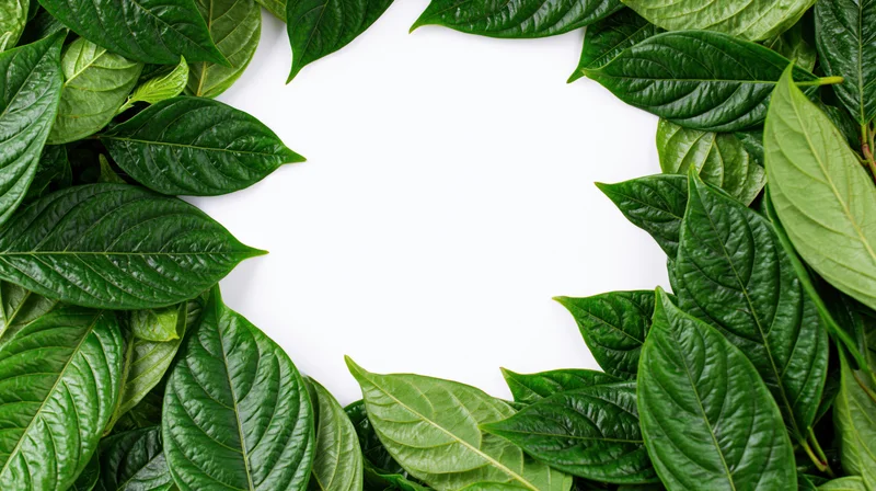 Green tropical leaves arranged as a natural border frame on white background with copyspace