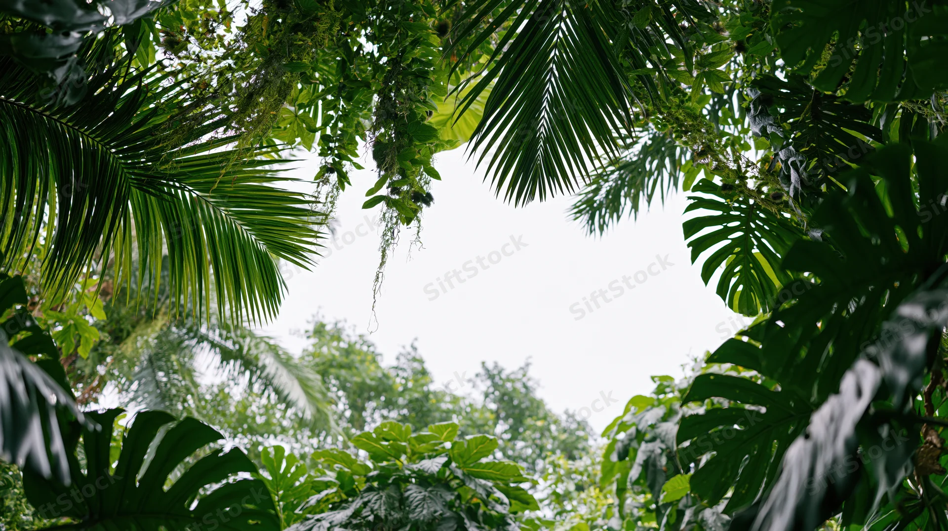Dense tropical jungle foliage forming a natural frame around the sky
