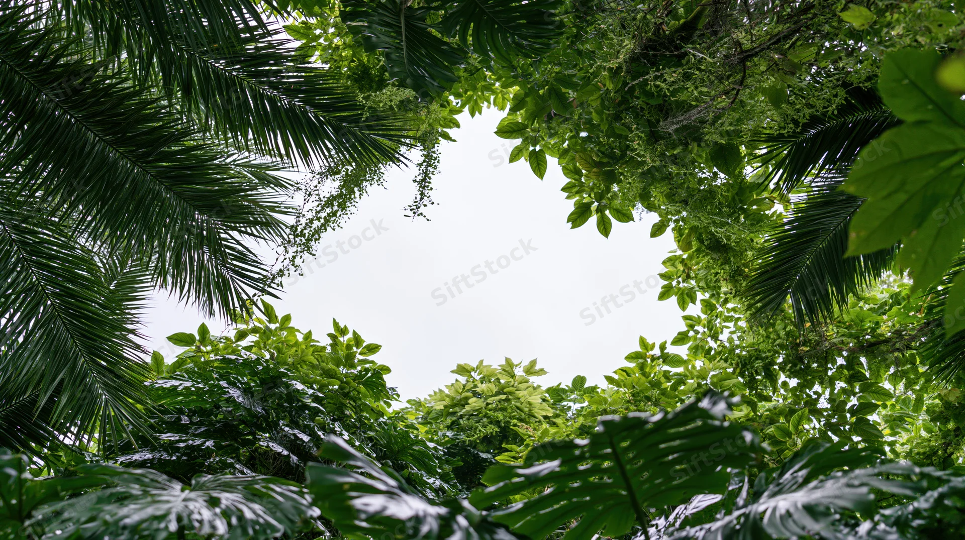 Dense tropical jungle foliage forming a natural frame around the sky viewed from below