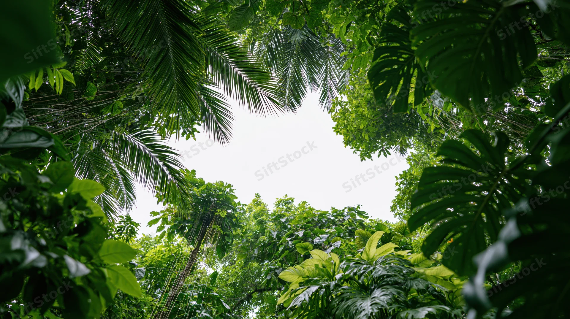 Dense tropical jungle foliage forming a natural frame around the sky from a low angle view
