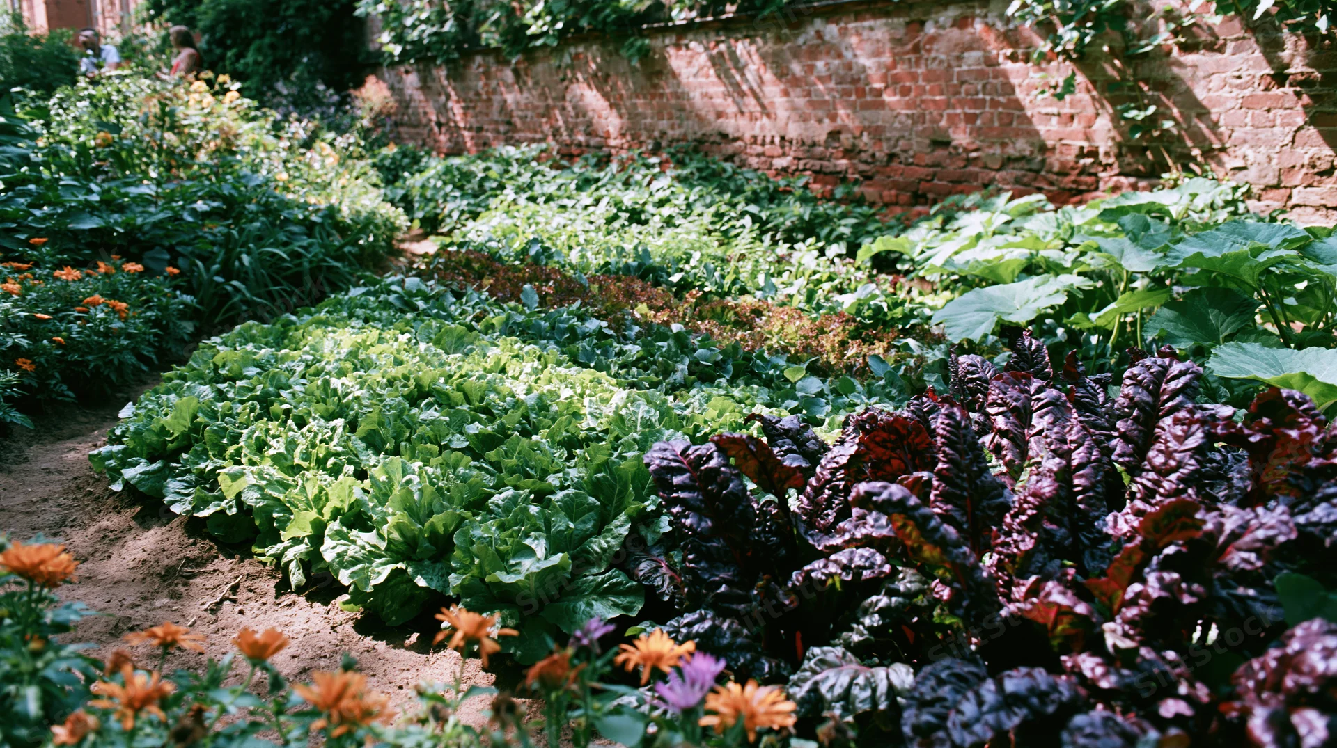 Rows of lettuce and chard growing in a kitchen garden bordered by a brick wall