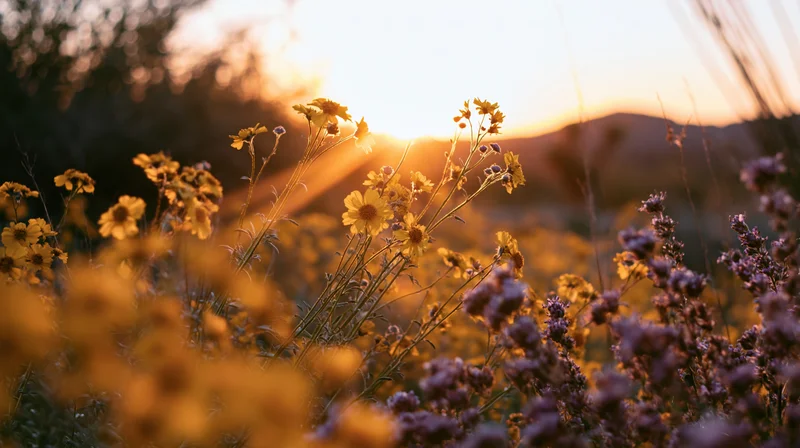Wildflowers blooming in a desert field at golden hour with sunlight streaming through yellow brittlebush and purple blooms