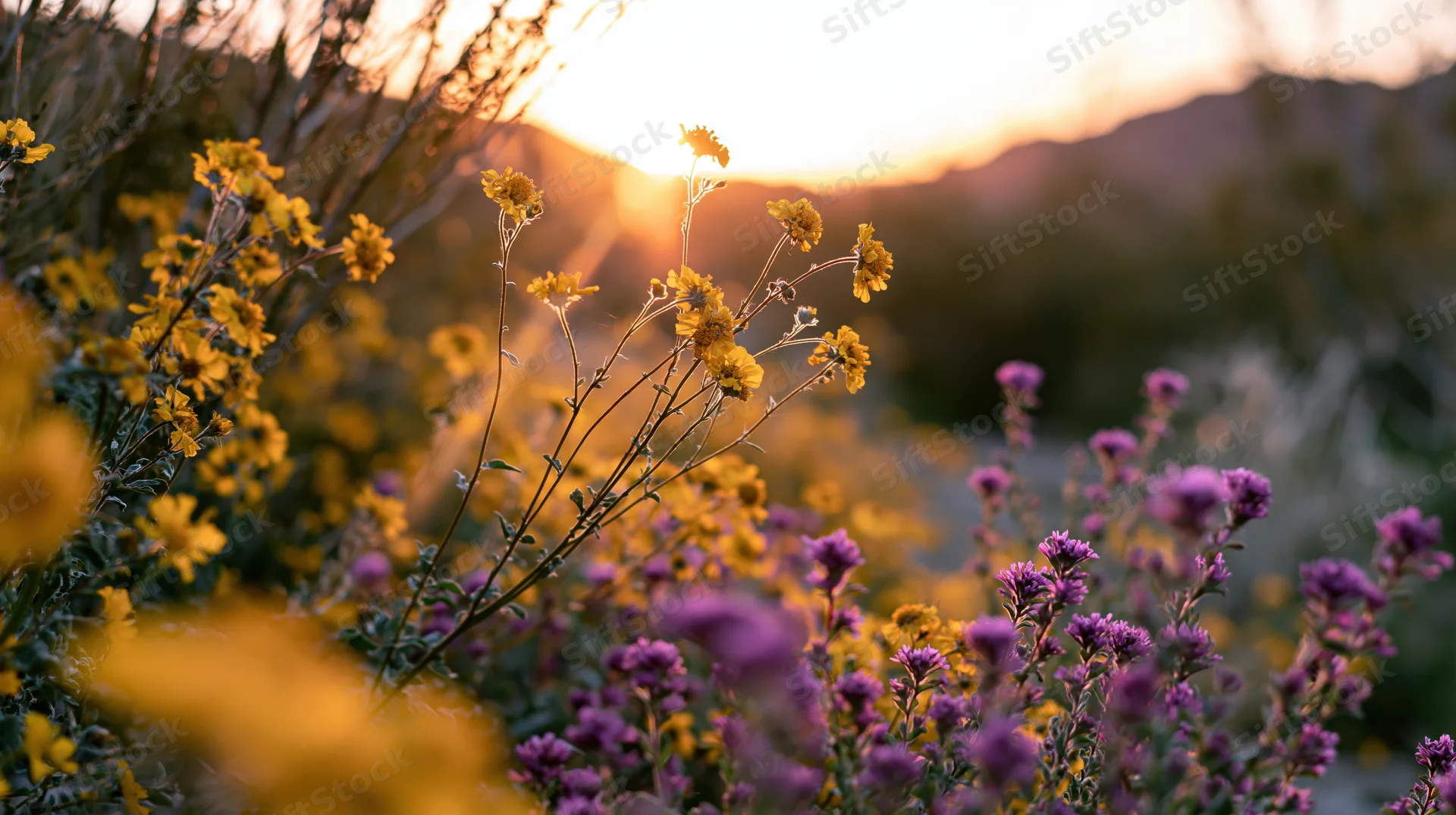Desert wildflowers blooming in golden hour light with yellow brittlebush and purple flowers against a mountain backdrop