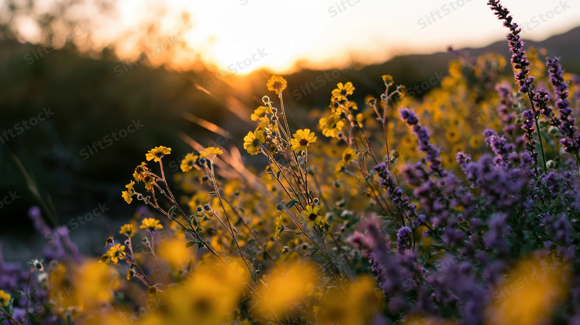 Desert wildflowers blooming in golden hour light with yellow brittlebush and purple blooms in foreground