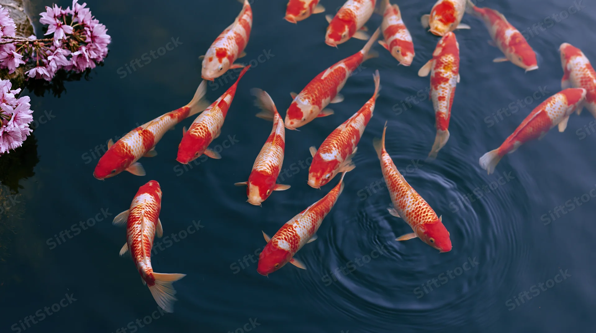 Koi fish swimming near the surface of a garden pond with cherry blossoms in bloom