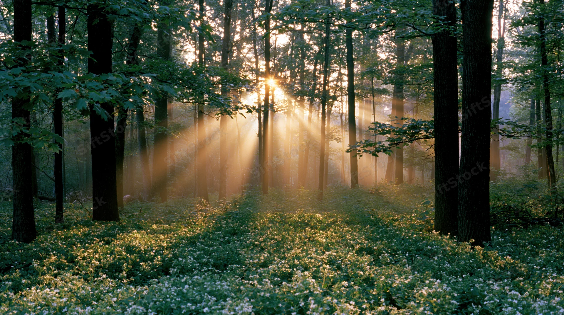 Sunlight streaming through tall trees in a forest at dawn, illuminating wildflowers on the forest floor