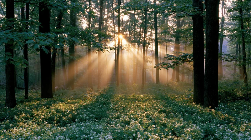 Sunlight streaming through tall trees in a forest at dawn, illuminating wildflowers on the forest floor