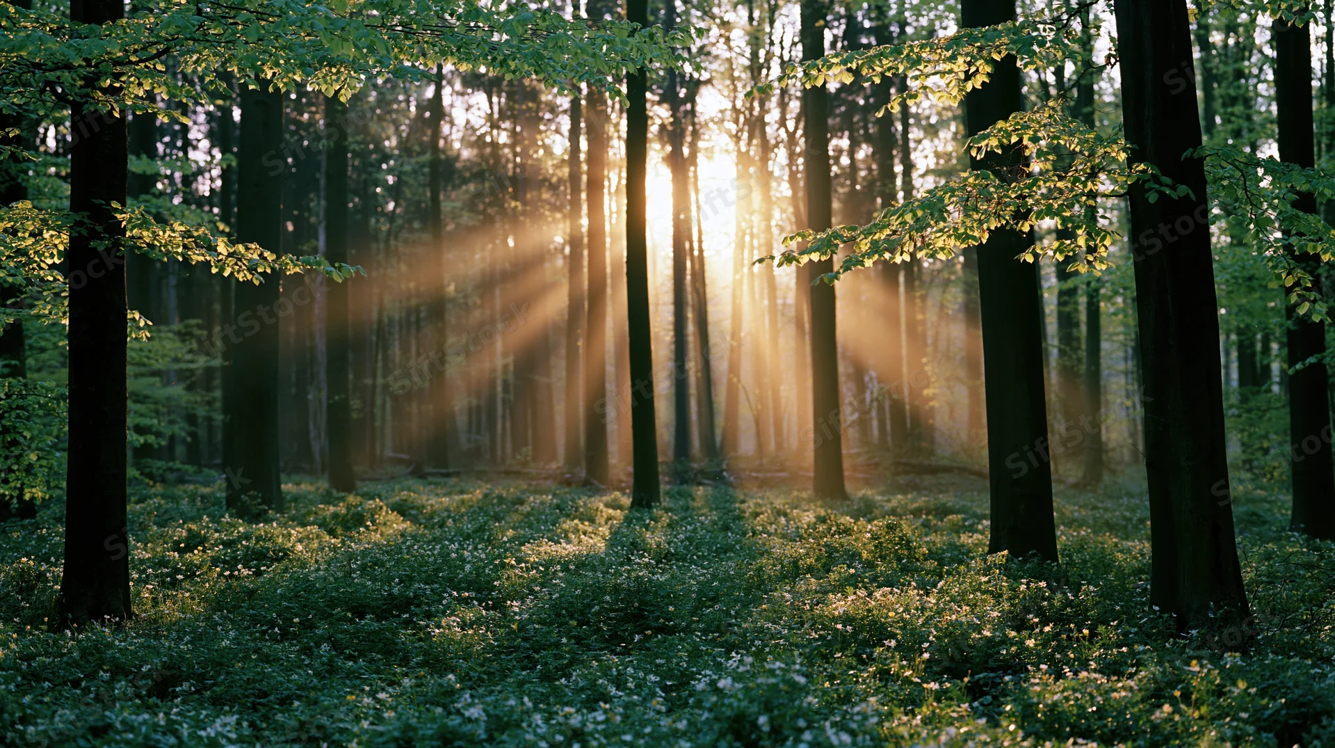 Sunlight streaming through tall trees in a forest at dawn