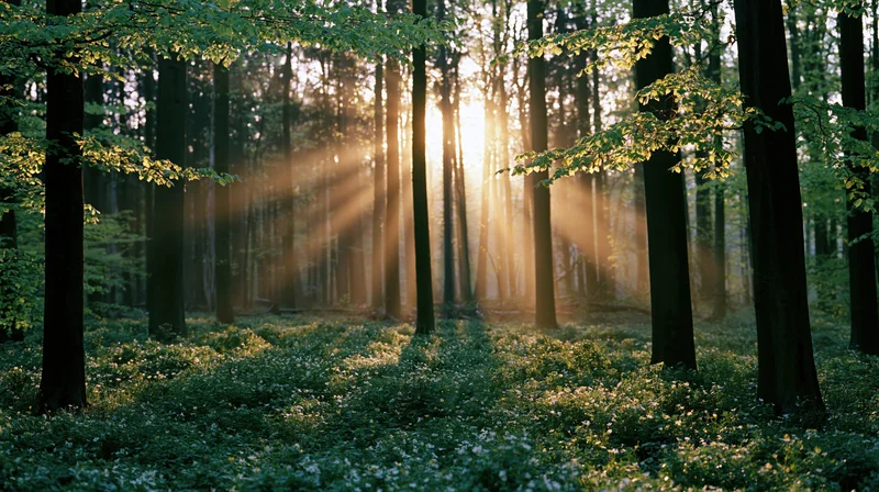 Sunlight streaming through tall trees in a forest at dawn