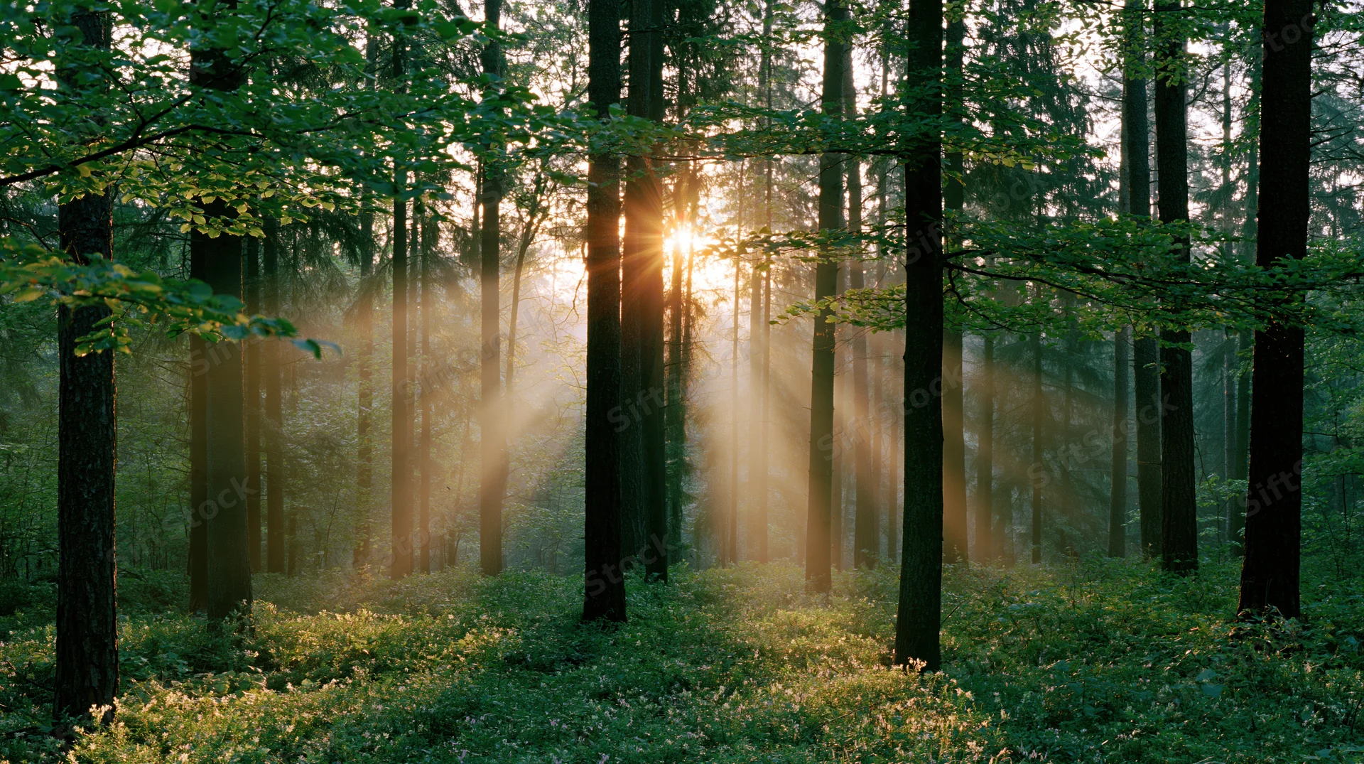 Sunlight streaming through tall trees in a misty forest at dawn