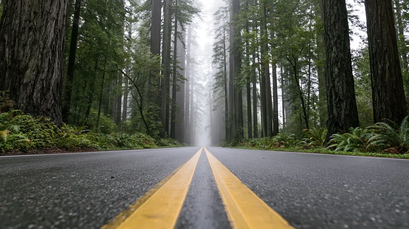 Two-lane road with double yellow lines cutting through a foggy redwood forest