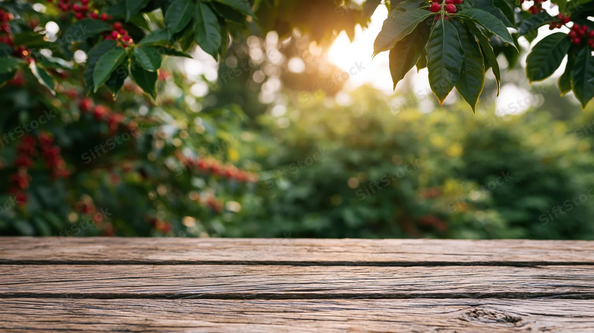 Weathered wooden table surface in front of coffee plants with red berries and sunlight filtering through leaves
