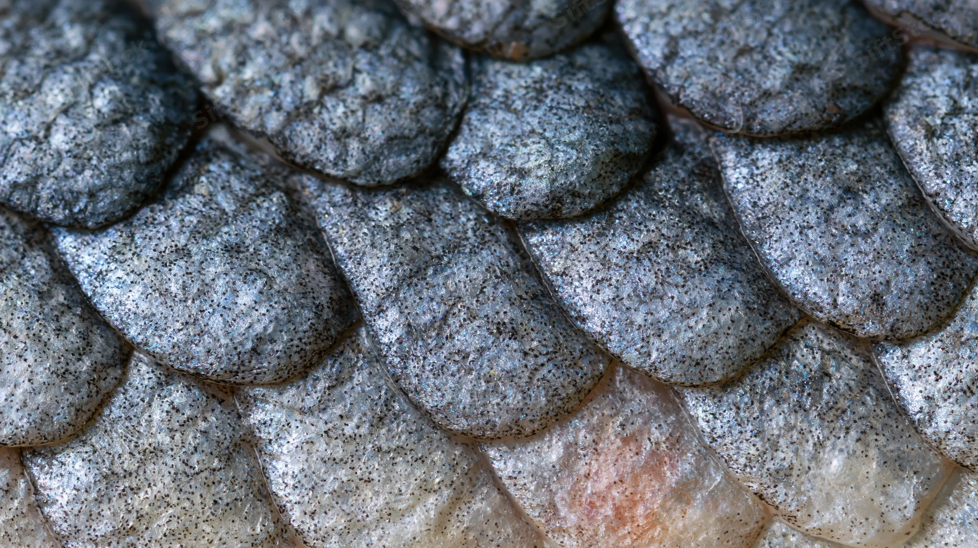 Extreme close-up of overlapping fish scales showing detailed texture and natural pattern